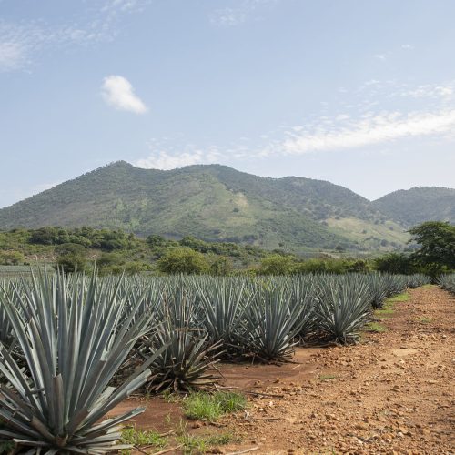 tequila-nahoa-campos-de-agave